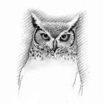 Owl drawing