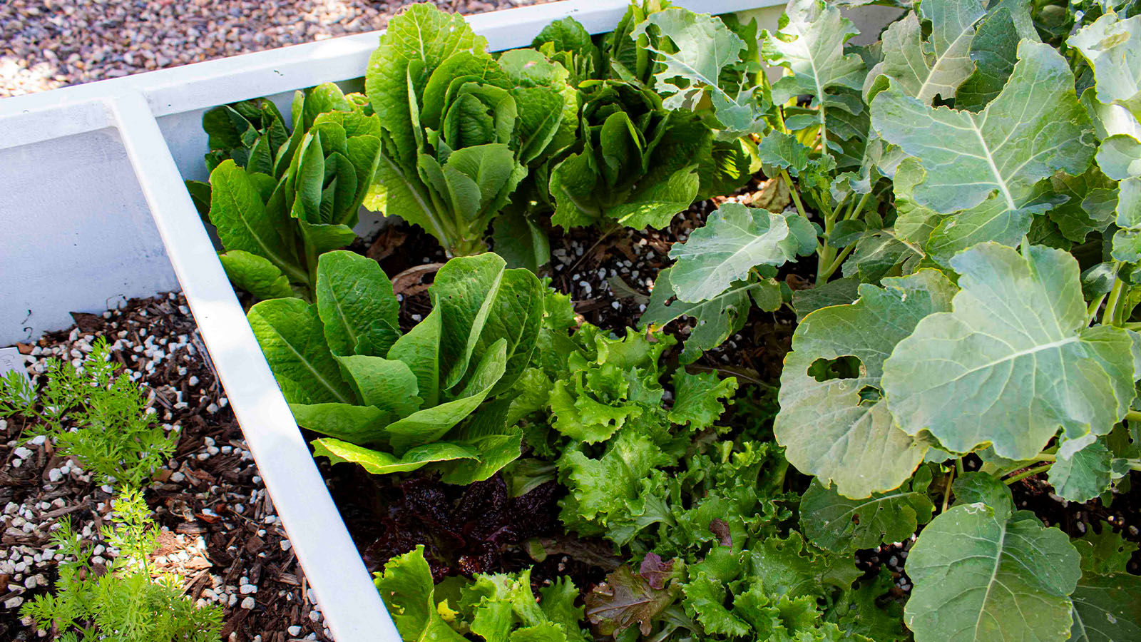Raised beds and plantings in the UNM-Valencia Community Garden