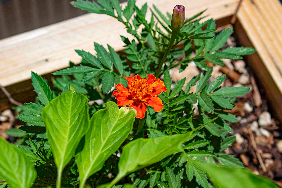 Healthy plants growing in a UNM-Valencia garden bed