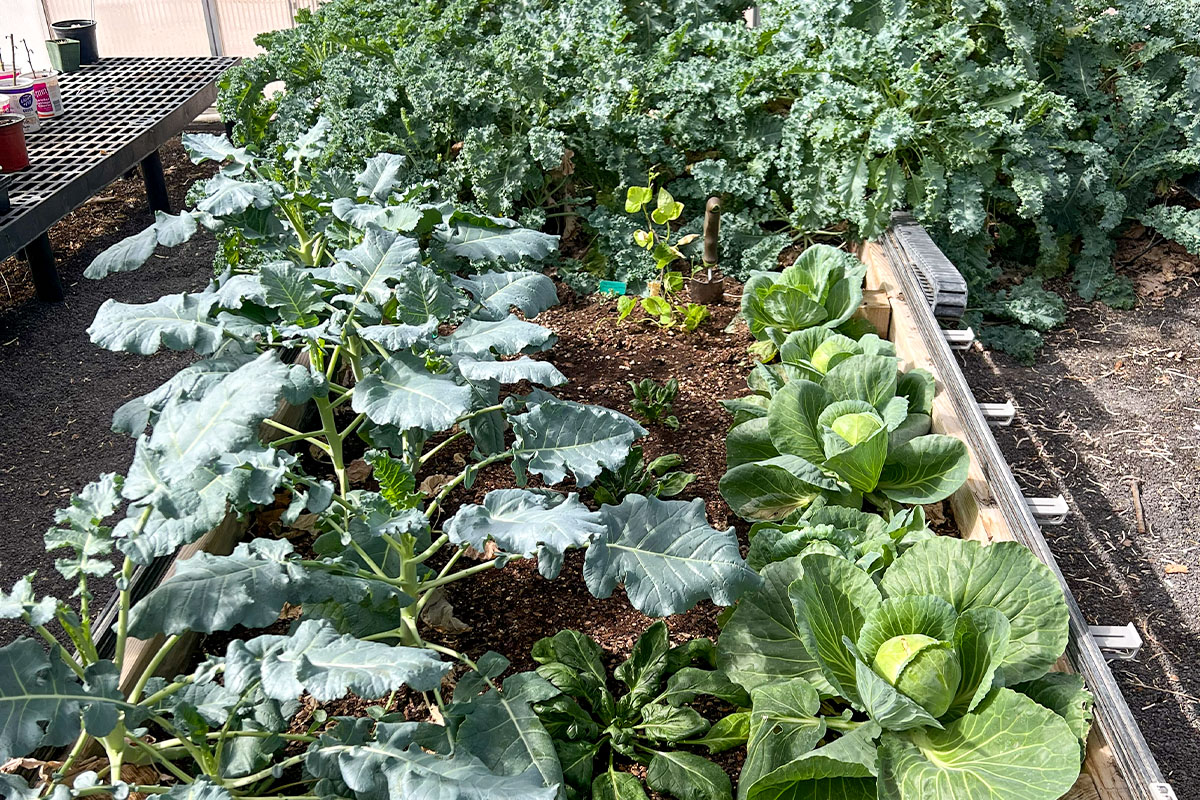 Produce growing in the UNM-Valencia Community Garden